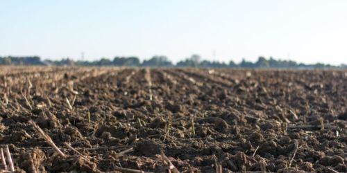 Leia Veja como recuperar o solo agrícola após as queimadas