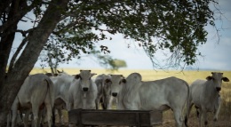 São Paulo: cotação da vaca gorda cai R$ 3; boi gordo segue a R$ 337