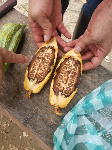 Novo foco de praga que atinge cultivo de cacau e cupuaçu é detectado no Amazonas