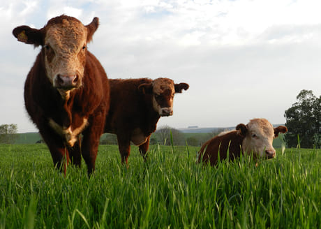 Cereais de inverno ganham espaço na produção de carnes nobres