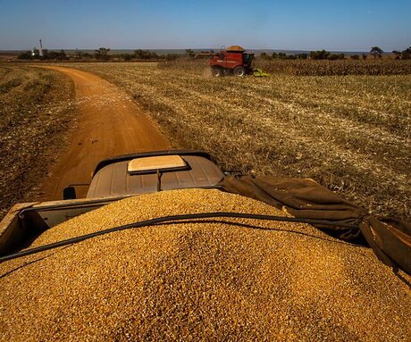 Após 4 anos, Mato Grosso volta a importar milho de outros países