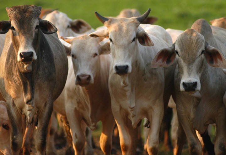 Preço do boi gordo registra novo recorde, aponta Cepea; veja notícias desta quarta