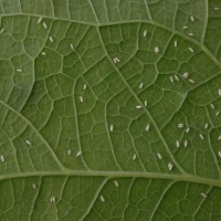  MT já tem incidência de mosca branca nesta safra