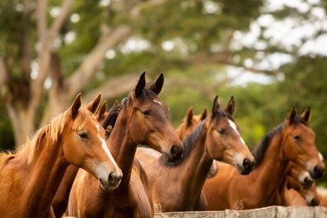 Criminosos vendiam bifes com carne de cavalo para fazer hambúrguer