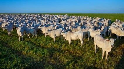 Cotações - Novilha gorda