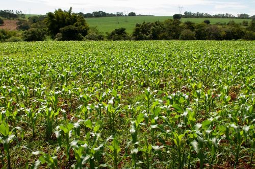 Leia Goiás tem 11 municípios entre os 100 mais prósperos do agronegócio no Brasil