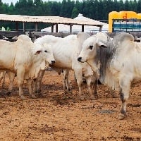 Rebanho de Mato Grosso cresce 3%