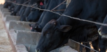 Arroba do boi gordo termina semana em valorização, a R$ 265