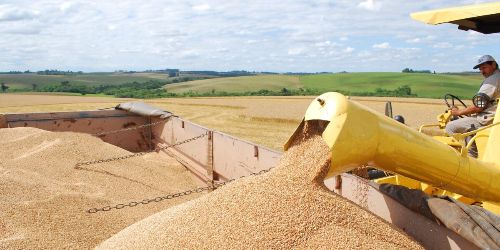 Leia Goiás se consolida como líder na produção de trigo no Centro-Oeste