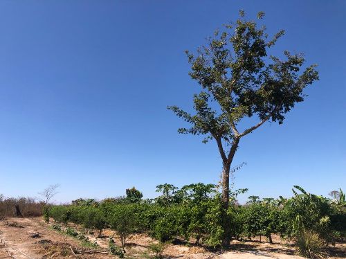 Estações meteorológicas vão otimizar desempenho do Projeto de Fruticultura Irrigada