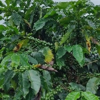 Clima induziu deficiência de fósforo nos cafezais