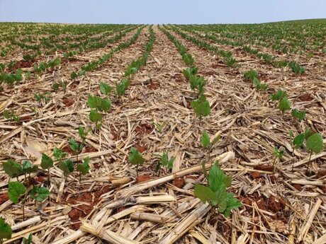 Paraná poderá ter plantas de soja emergidas a partir de 11 de setembro