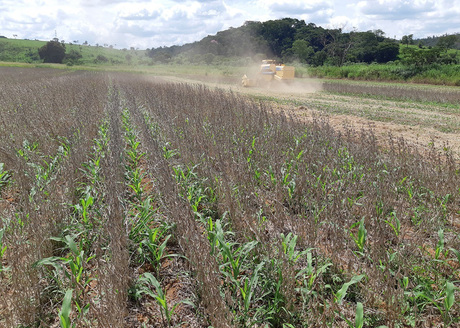 Sistema Antecipe como estratégia de produção de milho segunda safra