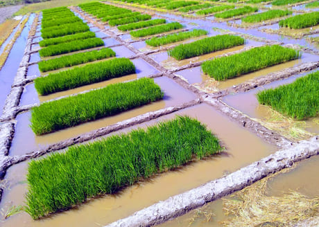 Bactérias aumentam produtividade em lavouras de arroz, feijão e milho