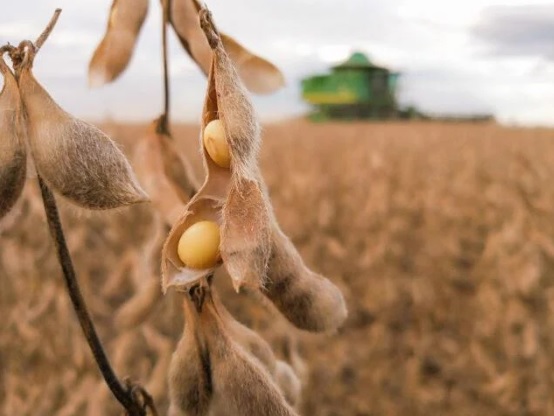 Cultivares de soja voltadas ao Centro-Norte do Brasil serão lançadas pela Embrapa