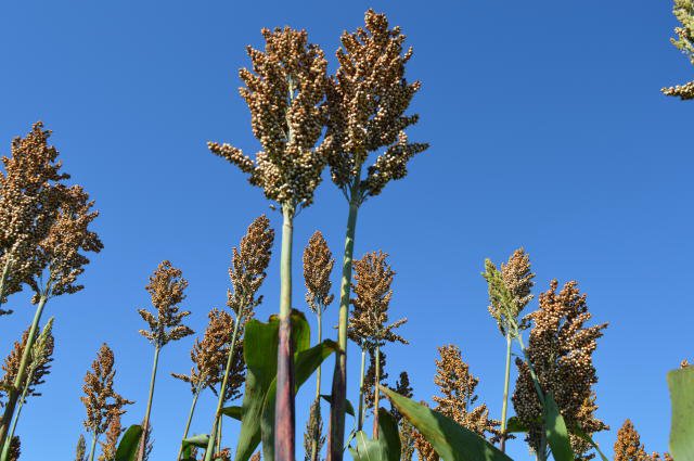 Soja: consórcio com sorgo na safrinha melhora plantio direto, diz Embrapa