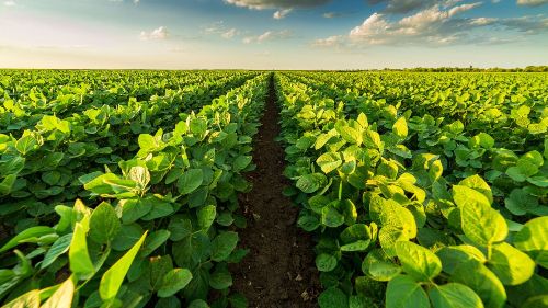 Imbróglio do Cadastro Ambiental Rural gera preocupação no setor rural de SC