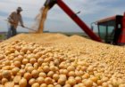 Soja e milho Anec projeta embarques de agosto