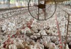 CEPEA: Elevação no preço do frango; Exportações se reaquecem