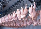 Queda na exportação de carne de frango está concentrada no Paraná e no Rio Grande do Sul