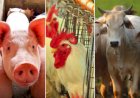 Desempenho do frango, boi e suíno vivos em agosto e nos oito primeiros meses de 2025