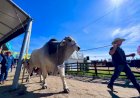 Gigante da Expointer: touro Brahman surpreende e bate recorde de peso