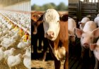 Desempenho do frango, boi e suíno vivos em setembro e nos nove primeiros meses de 2025