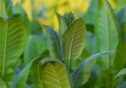 Sol e chuvas leves favorecem cultivo de tabaco