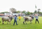 Exposição Internacional de Brahman começa na próxima semana e terá jurado do Paraguai