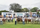 Brahman brasileiro impressiona estrangeiros na 21ª ExpoBrahman