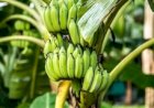 Banana brasileira busca competitividade no mercado mundial