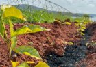 NetZero inaugura planta de biochar de R$ 25 milhões em Minas Gerais