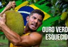 Jaca: O ouro verde esquecido que pode revolucionar a agricultura brasileira