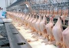 Desempenho do frango abatido na 45ª semana de 2025, primeira completa do mês de novembro
