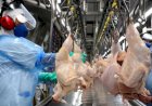 Desempenho do frango abatido na 45ª semana de 2025, primeira completa do mês de novembro