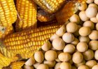 Papel da soja e do milho na cadeia de proteína animal