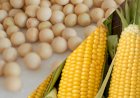 Milho verão sobe e soja recua na nova projeção