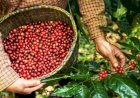 Minas Gerais terá centro de excelência em cafeicultura de R$ 17 milhões