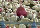 No Espírito Santo, produção animal tem alta no abate de aves e bovinos e no volume de ovos