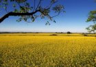 3tentos inicia processamento de canola no Rio Grande do Sul após investir R$ 60 milhões