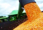 Milho recua no mercado brasileiro e sobe em Chicago