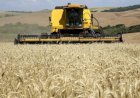 Trigo sente políticas agrícolas globais e pressão das importações