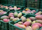 Brasil exporta US$ 1,45 bilhão em frutas em 2025 e renova recorde histórico