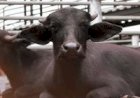 Bubalinos ganham espaço e impulsionam novos mercados no Brasil