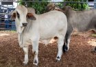 91ª ExpoZebu: inscrições para o julgamento Brahman a Campo já estão abertas