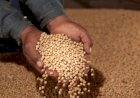 Soja compete por espaço nos silos