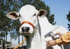 Vacinação contra brucelose bovina atinge recorde em Goiás