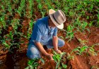 Brasil consolida liderança mundial na destinação de embalagens agrícolas