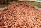 Brasil suspende importação de cacau da Costa do Marfim e acende alerta sanitário