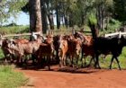 Tradicional Leilão Gir Leiteiro da Epamig já tem data definida